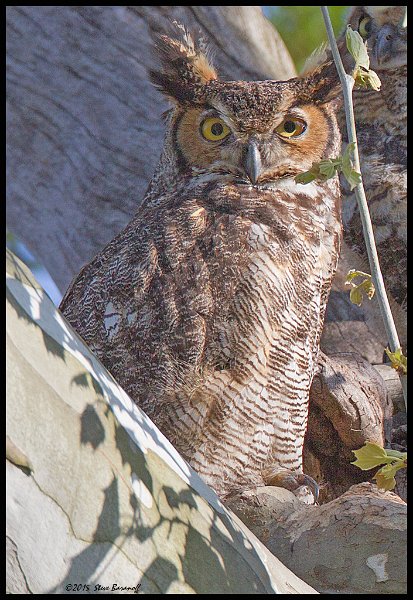 _5SB1806 great-horned owl.jpg